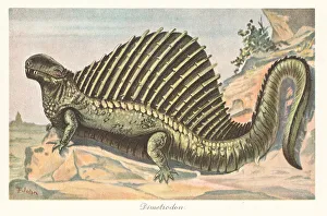 Paleontology Prints: Reconstruction of a Dimetrodon