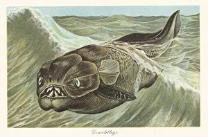 Pleistocene Prints: Reconstruction of a Dinichthys herzeri