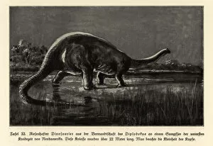 Reconstruction of a Diplodocus, Lower Cretaceous