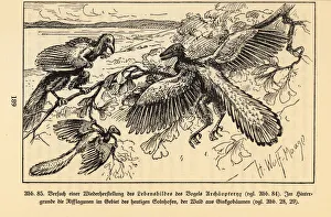 Campanian Collection: Reconstruction of extinct Archaeopteryx birds in a