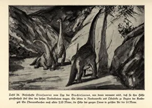 Dinosaurs Collection: Reconstruction of extinct giant dinosaur Brachisaurus