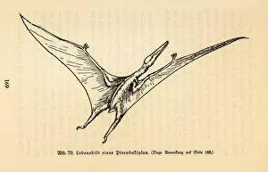Images Dated 10th October 2019: Reconstruction of an extinct Pterodactyl