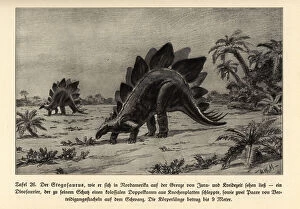 Cretaceous Collection: Reconstruction of an extinct Stegosaurus