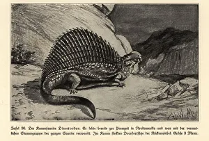 Dinosaurs Collection: Reconstruction of extinct synapsid dinosaur Dimetrodon