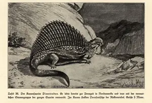 Leben Prints: Reconstruction of extinct synapsid dinosaur Dimetrodon