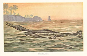 Reconstruction of a Geosaurus giganteus