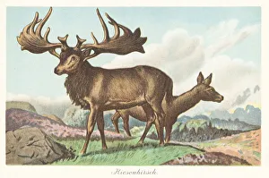 Reconstruction of the Irish elk, Megaloceros giganteus