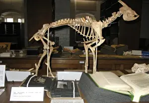 Myotragus Prints: Reconstruction of a Myotragus skeleton
