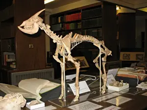 Reconstruction of a Myotragus skeleton