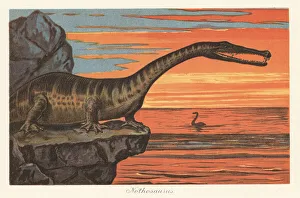Reconstruction of a Nothosaurus
