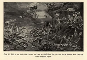 Dinosaurs Collection: Reconstruction of the rich marine life of the Cambrian era
