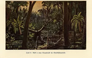 Images Dated 10th October 2019: Reconstruction of a swamp forest in the Carboniferous era