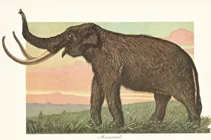 Mammoth Prints: Reconstruction of a woolly mammoth, Mammuthus primigenius
