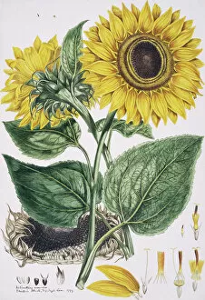 Eudicot Collection: see record 3688 - Helianthus annus, sunflower