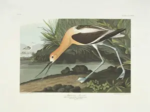 Recurvirostra americana, American avocet