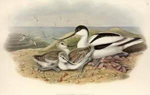 Pied Gallery: Recurvirostra avosetta, pied avocet