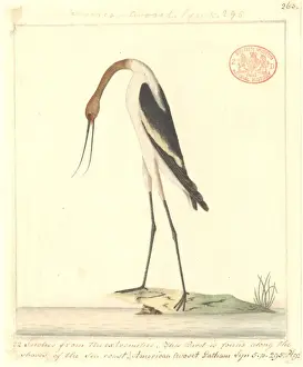 Necked Prints: Recurvirostra novaehollandiae, red-necked avocet