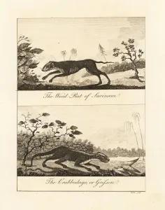 Negroes Prints: Red acouchi and crab-eating raccoon