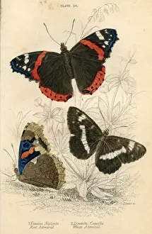 Red Admiral Butterflies
