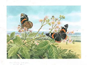 Red Admiral butterflies on bramble flowers