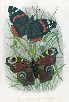 Butterflies Collection: Red Admiral Butterfly