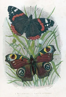 Butterflies Gallery: Red Admiral Butterfly