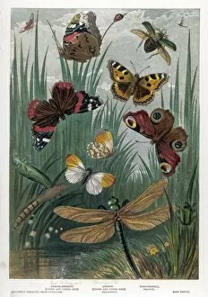 1860 Collection: Red Admiral Butterfly