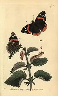 Red admiral butterfly, Vanessa atalanta