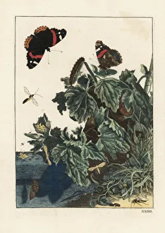 Accurate Gallery: Red admiral butterfly, Vanessa atalanta, caterpillar