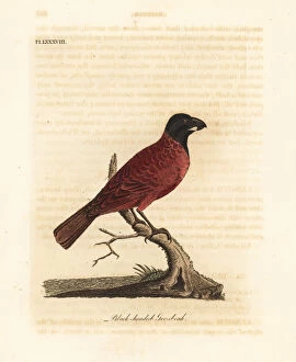Latham Collection: Red-and-black grosbeak, Periporphyrus erythromelas