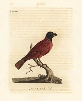 Grosbeak Prints: Red-and-black grosbeak, Periporphyrus erythromelas