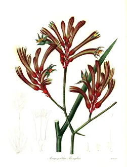 Botanist Prints: Red-and-green kangaroo paw, Anigozanthos manglesii