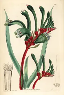 Red-and-green kangaroo paw, Anigozanthos manglesii
