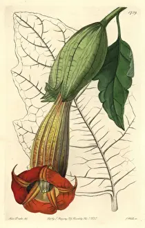 Red angels trumpet, Brugmansia sanguinea