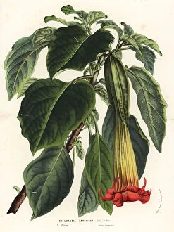 Serres Gallery: Red angels trumpet, Brugmansia sanguinea