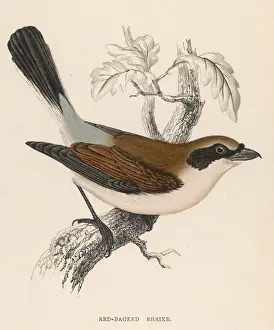 Shrike Prints: Red-Backed Shrike