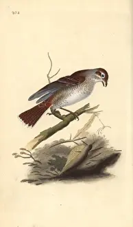 Edwarddonovan Prints: Red-backed shrike (female), Lanius collurio