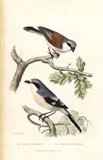 Achille Richard Prints: Red-backed shrike and Iberian gray shrike