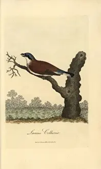 Red-backed shrike, Lanius collurio