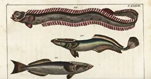 Red band-fish, sharksucker, and remora