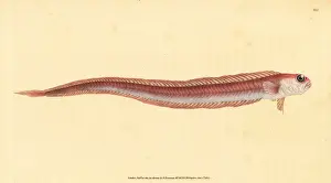 Red bandfish, Cepola macrophthalma