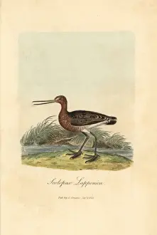 Limosa Prints: Red or bar-tailed godwit, Limosa lapponica
