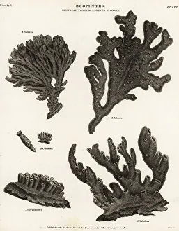Red beard sponge, demosponge, purse sponge, soft coral, etc