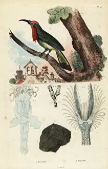 Guerin Meneville Collection: Red-bearded bee-eater, Nyctyornis amictus
