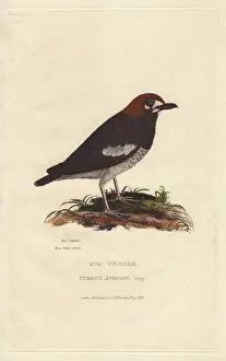 Red-bellied ant-eater, Pitta erythrogaster