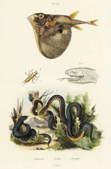 Herpetology Prints: Red-bellied black snake and threetooth puffer