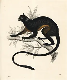Carl Prints: Red-bellied tamarin, Sanguinus labiatus rufiventer