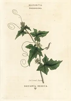 Duppa Prints: Red-berried bryony, Bryonia cretica subsp. dioica