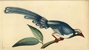 Billed Collection: Red-billed blue magpie, Urocissa erythrorhyncha