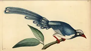 Magpie Prints: Red-billed blue magpie, Urocissa erythrorhyncha